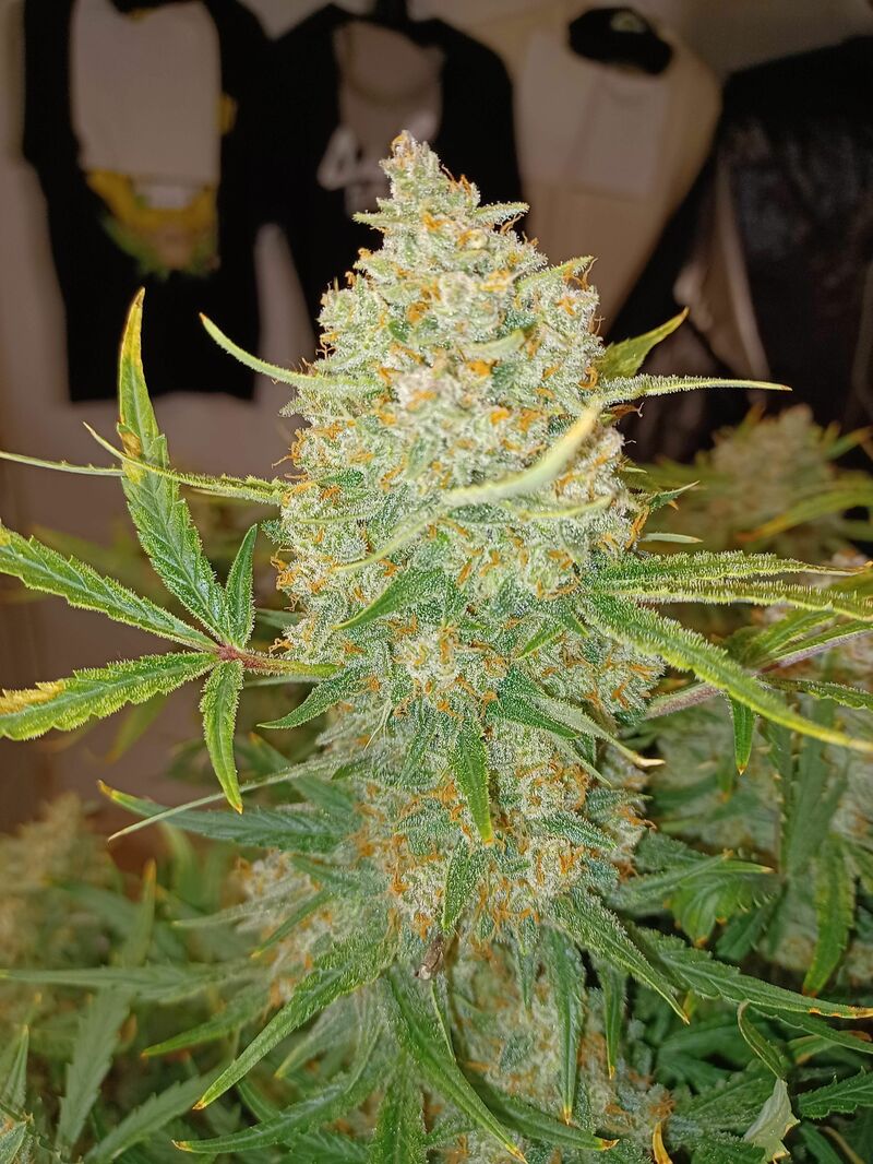 Guava Auto, Фасовка: 5, изображение 32